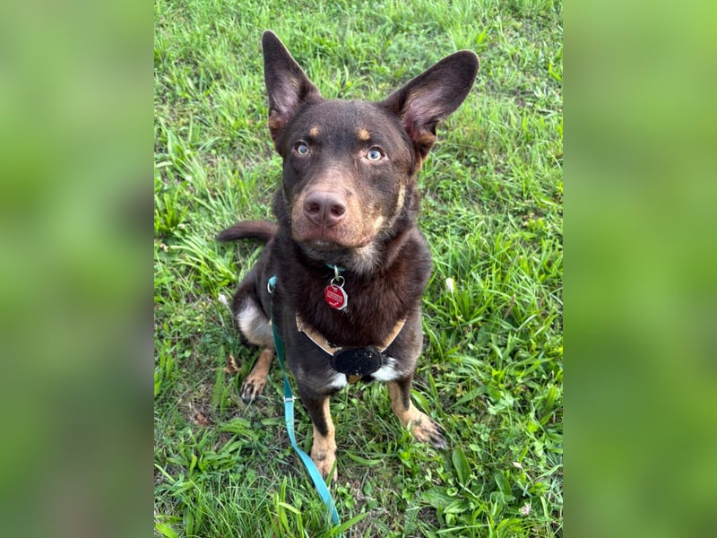 COCO - aktiver, lernwilliger Junghund sucht sein Zuhause