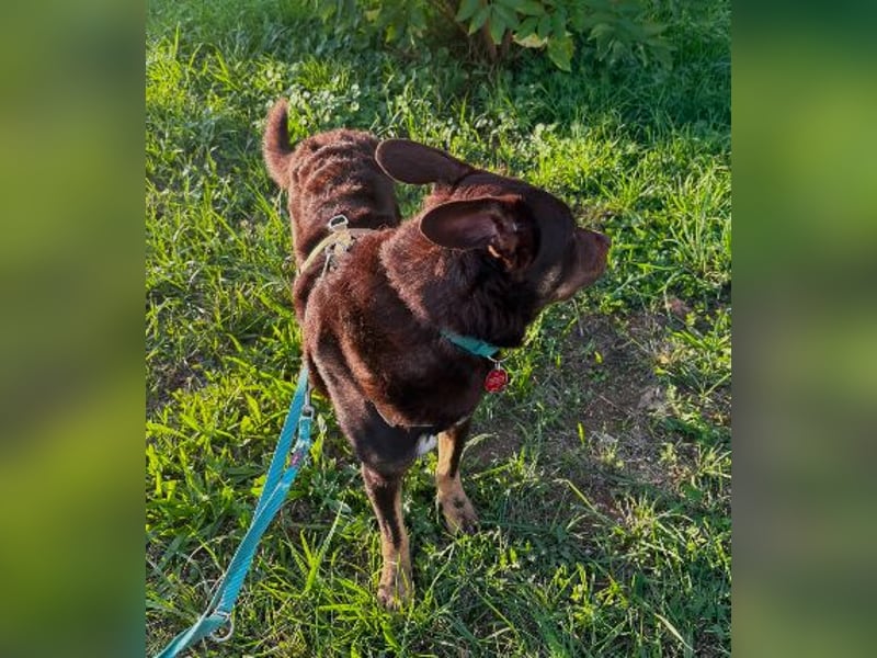 COCO - aktiver, lernwilliger Junghund sucht sein Zuhause