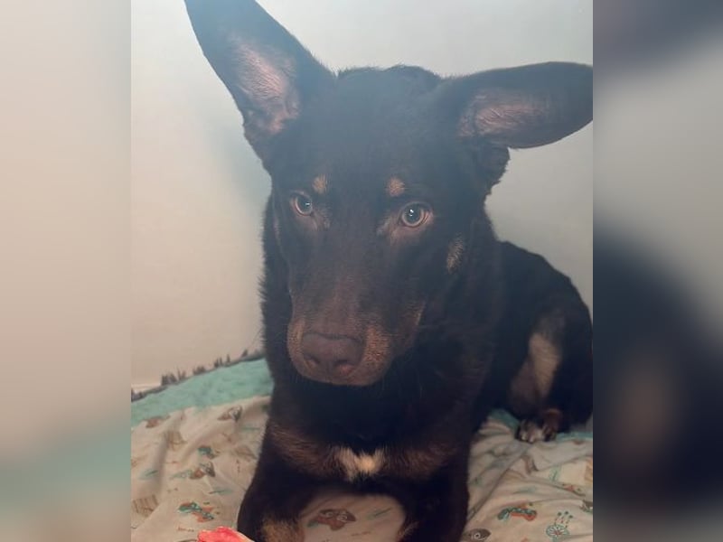 COCO - aktiver, lernwilliger Junghund sucht sein Zuhause