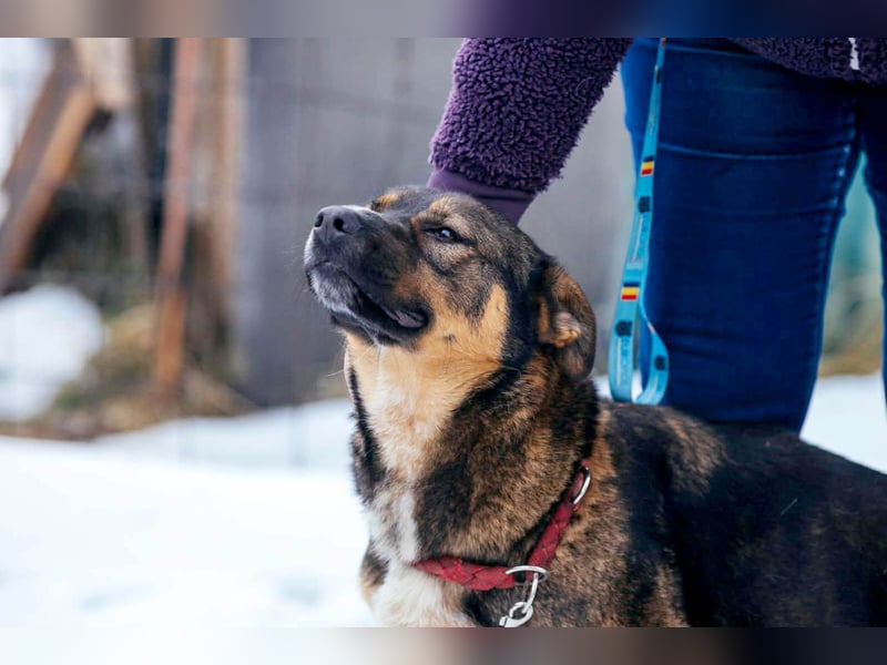 Amira möchte endlich ein liebevolles Zuhause