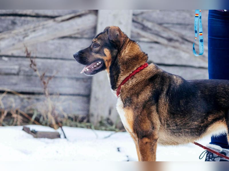 Amira möchte endlich ein liebevolles Zuhause