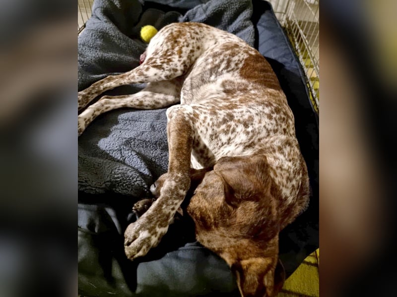 Stella hat schon viel dazu gelernt, wer gibt ihr ein Zuhause?