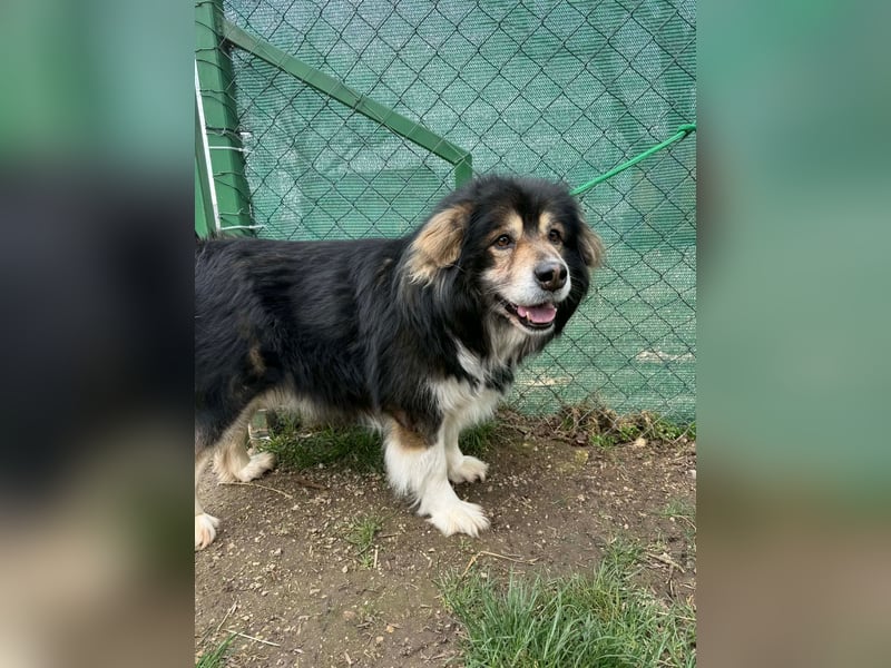 Lemmy, Mischling, Rüde, geb. ca. 09.2018, 60 cm