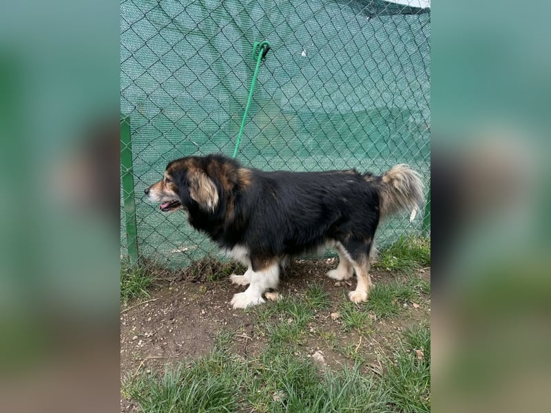 Lemmy, Mischling, Rüde, geb. ca. 09.2018, 60 cm