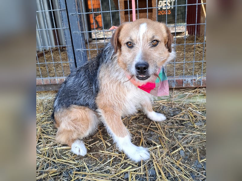 Ricky, Mischling, Rüde, geb. am 01.01.2023, 52 cm, 14 kg