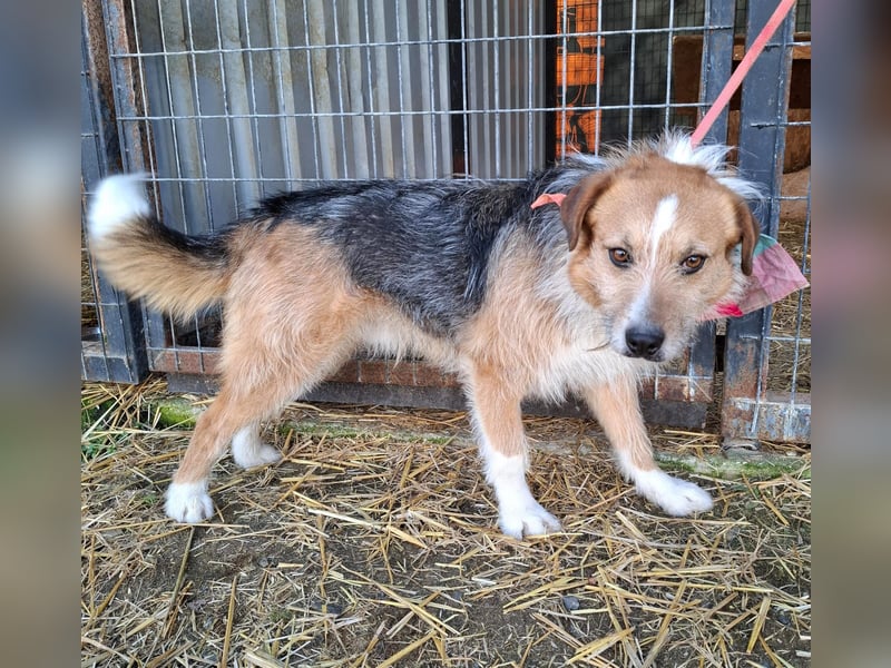 Ricky, Mischling, Rüde, geb. am 01.01.2023, 52 cm, 14 kg