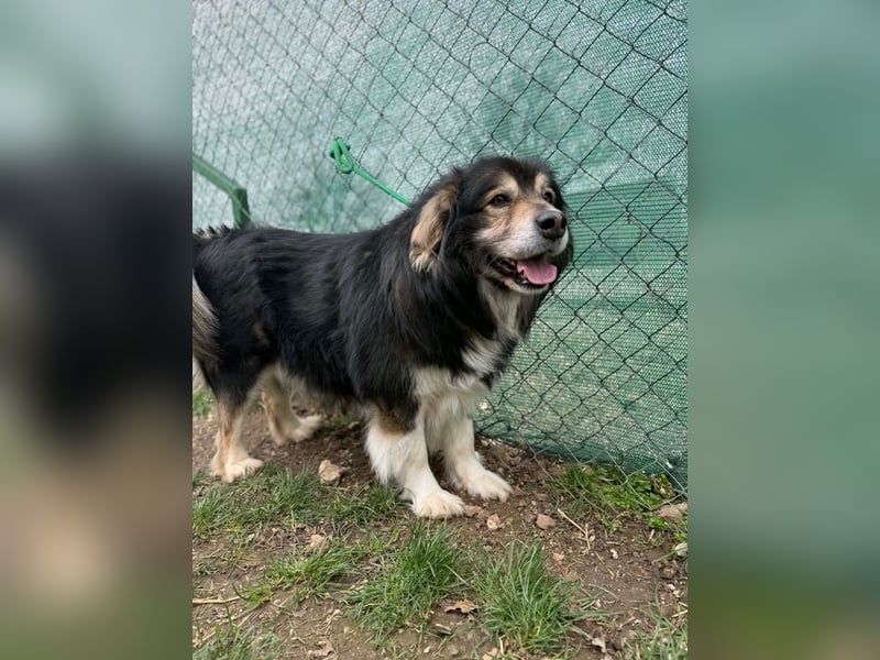 Lemmy, Mischling, Rüde, geb. ca. 09.2018, 60 cm
