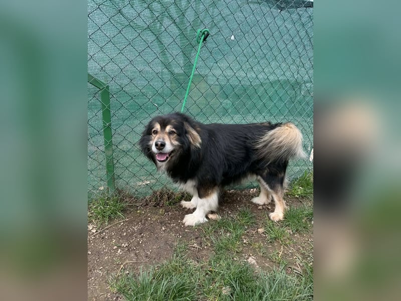 Lemmy, Mischling, Rüde, geb. ca. 09.2018, 60 cm
