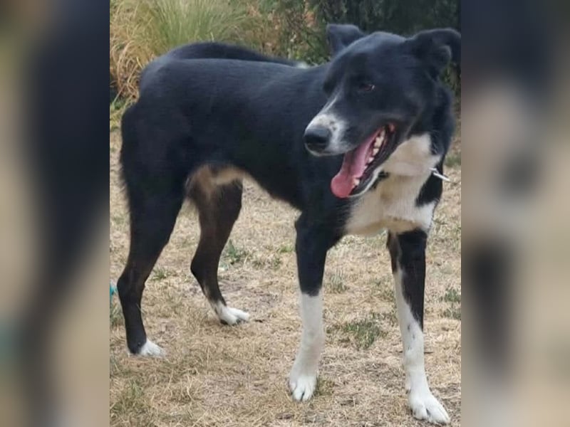 Lorand, Rüde, Mischling, 3 Jahre, 60 cm, 40 kg