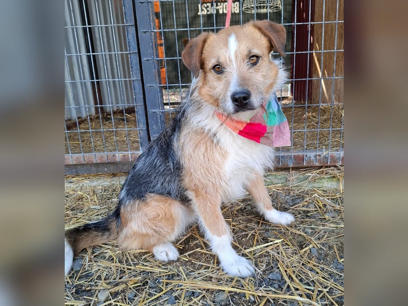 Ricky, Mischling, Rüde, geb. am 01.01.2023, 52 cm, 14 kg