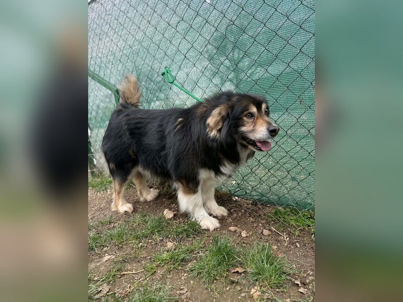 Lemmy, Mischling, Rüde, geb. ca. 09.2018, 60 cm