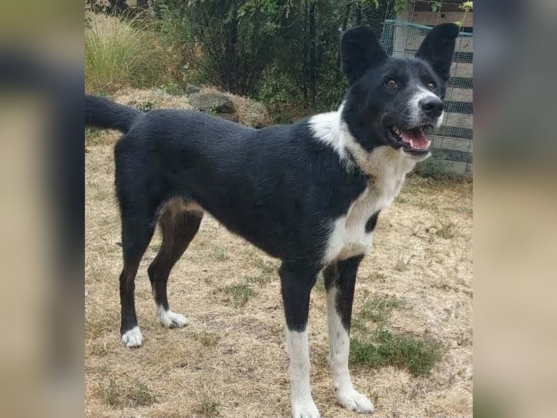 Lorand, Rüde, Mischling, 3 Jahre, 60 cm, 40 kg