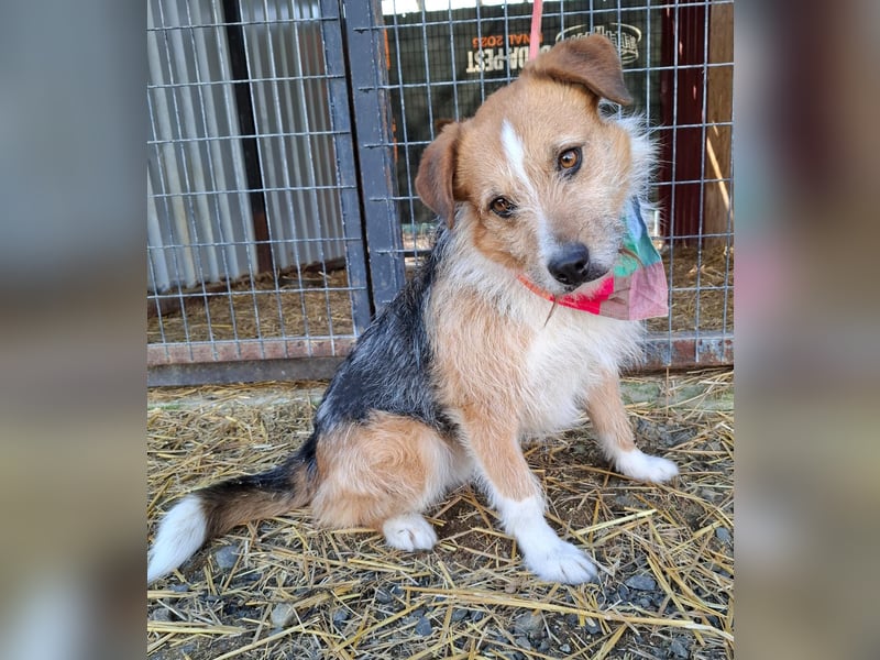 Ricky, Mischling, Rüde, geb. am 01.01.2023, 52 cm, 14 kg