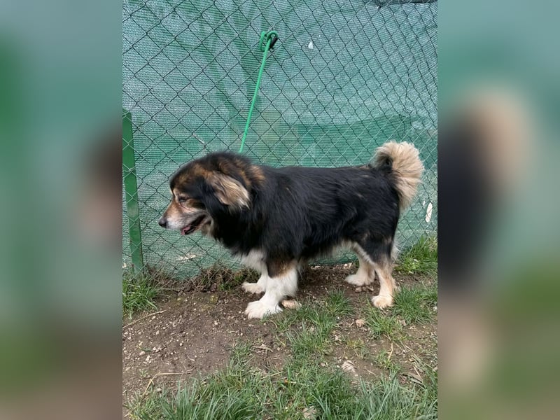 Lemmy, Mischling, Rüde, geb. ca. 09.2018, 60 cm