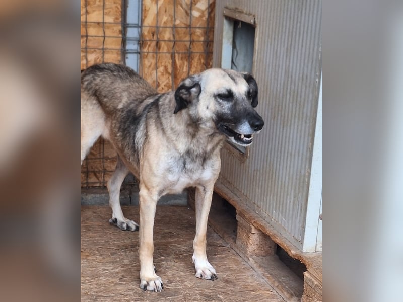 Lika, Mix, Hündin, geb. ca. 08.2018, ca. 58 cm