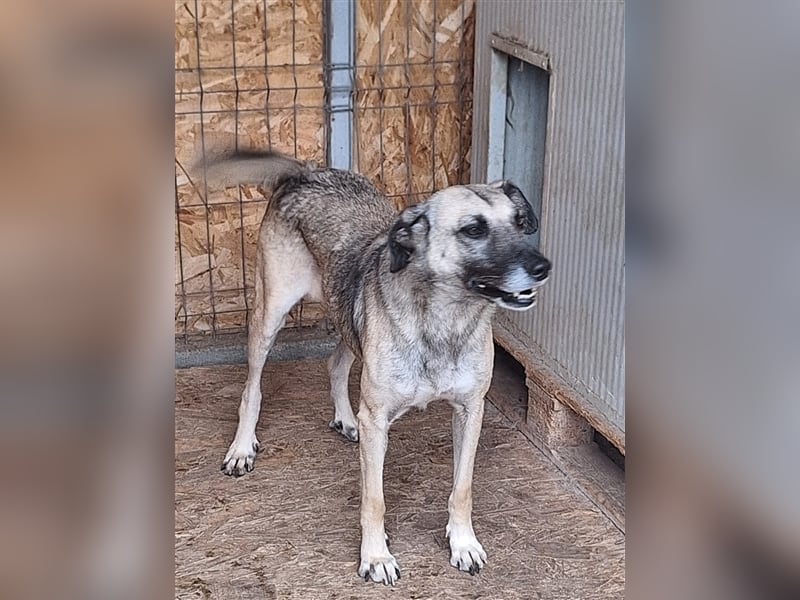Lika, Mix, Hündin, geb. ca. 08.2018, ca. 58 cm