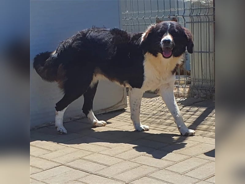 Ninja, Mix, Hündin, geb. ca. 08.2019, ca. 52 cm