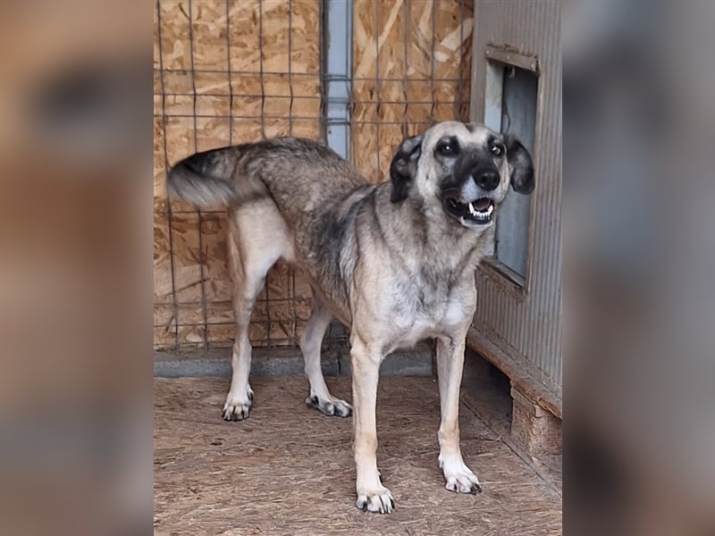 Lika, Mix, Hündin, geb. ca. 08.2018, ca. 58 cm