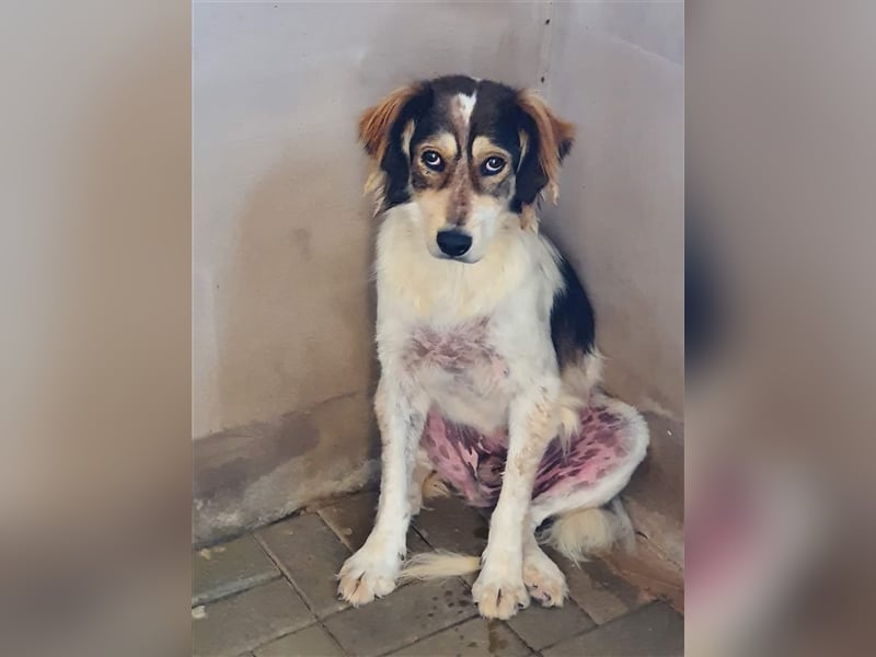 Silan, Mix, Rüde, geb. ca. 08.2016, ca. 55 cm, ca. 30 kg