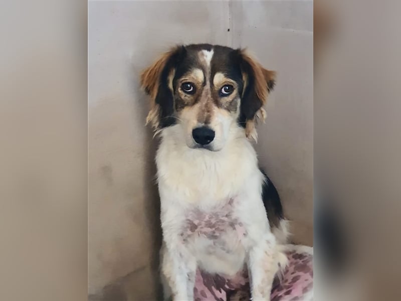 Silan, Mix, Rüde, geb. ca. 08.2016, ca. 55 cm, ca. 30 kg