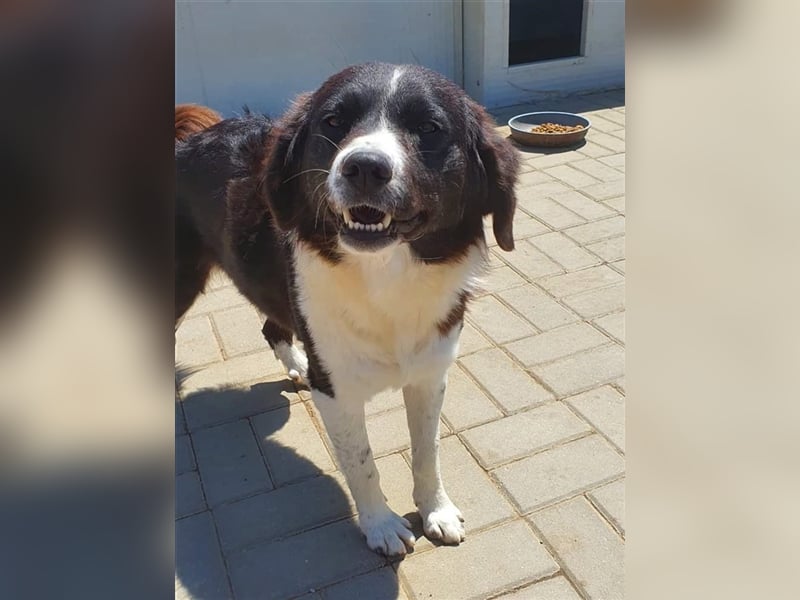 Ninja, Mix, Hündin, geb. ca. 08.2019, ca. 52 cm