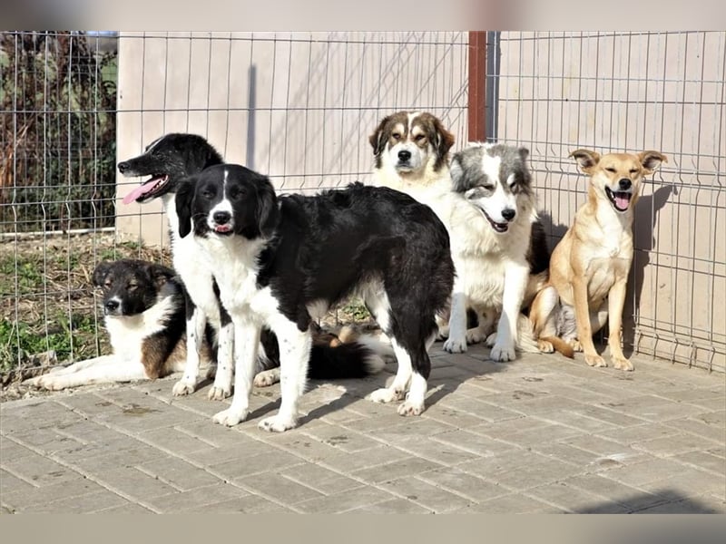 Ninja, Mix, Hündin, geb. ca. 08.2019, ca. 52 cm