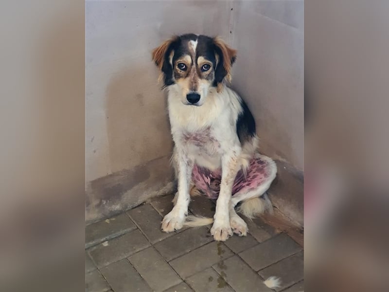 Silan, Mix, Rüde, geb. ca. 08.2016, ca. 55 cm, ca. 30 kg