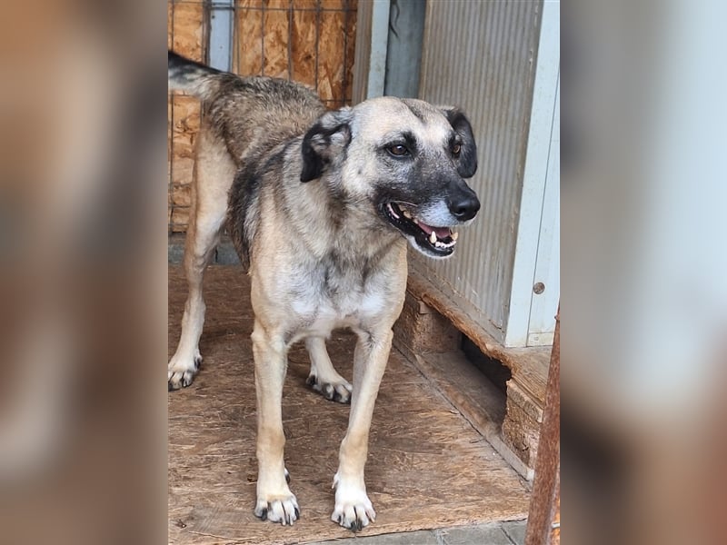 Lika, Mix, Hündin, geb. ca. 08.2018, ca. 58 cm