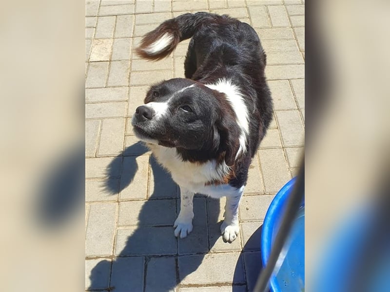 Ninja, Mix, Hündin, geb. ca. 08.2019, ca. 52 cm