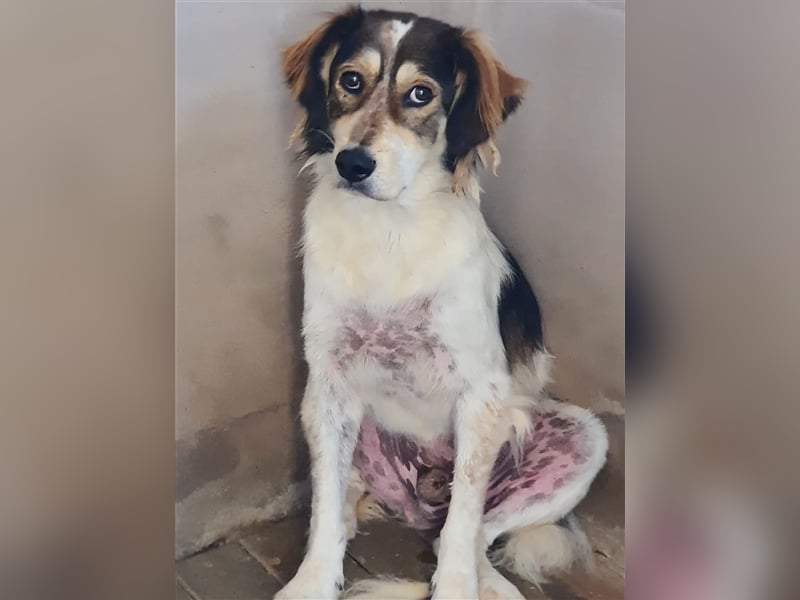 Silan, Mix, Rüde, geb. ca. 08.2016, ca. 55 cm, ca. 30 kg