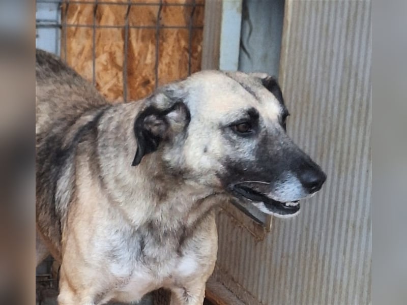 Lika, Mix, Hündin, geb. ca. 08.2018, ca. 58 cm