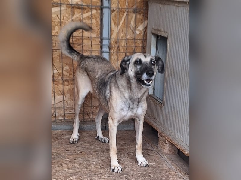 Lika, Mix, Hündin, geb. ca. 08.2018, ca. 58 cm