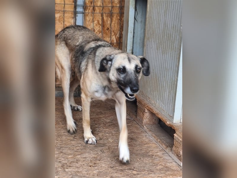 Lika, Mix, Hündin, geb. ca. 08.2018, ca. 58 cm