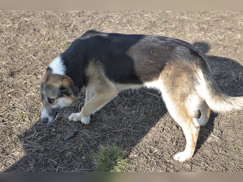 Tessa: verschmuste Ulknudel bringt gute Laune