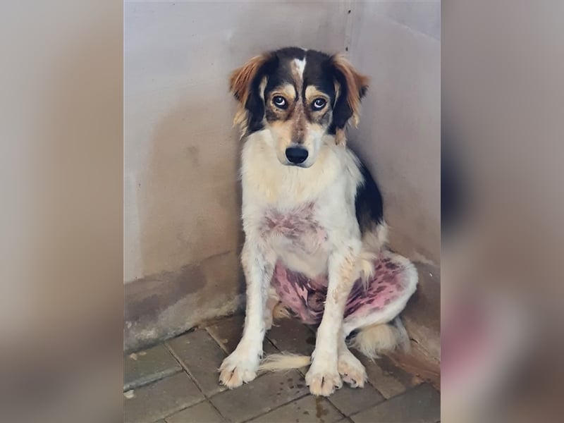 Silan, Mix, Rüde, geb. ca. 08.2016, ca. 55 cm, ca. 30 kg