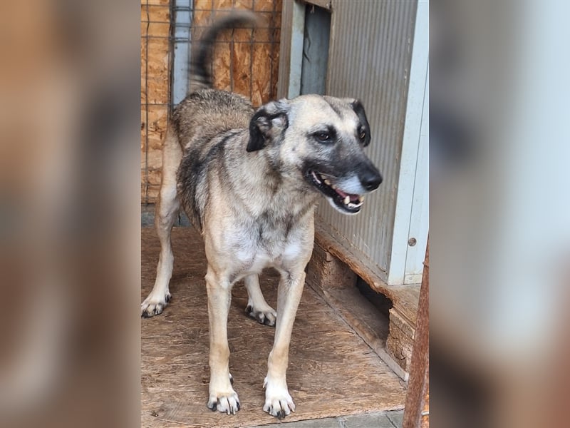 Lika, Mix, Hündin, geb. ca. 08.2018, ca. 58 cm