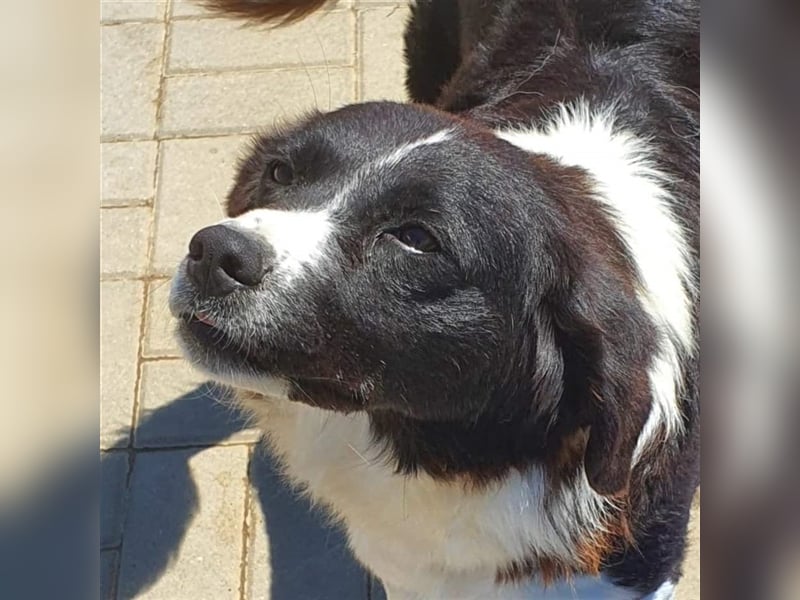 Ninja, Mix, Hündin, geb. ca. 08.2019, ca. 52 cm