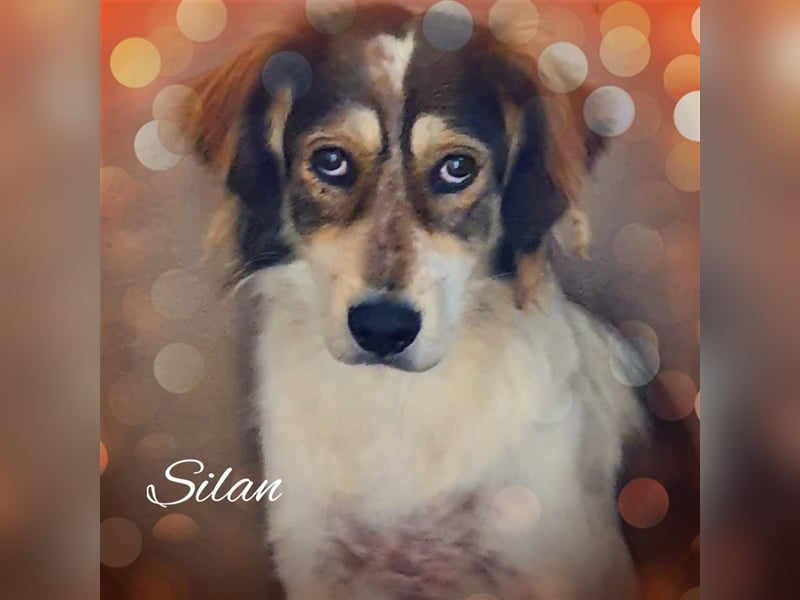 Silan, Mix, Rüde, geb. ca. 08.2016, ca. 55 cm, ca. 30 kg