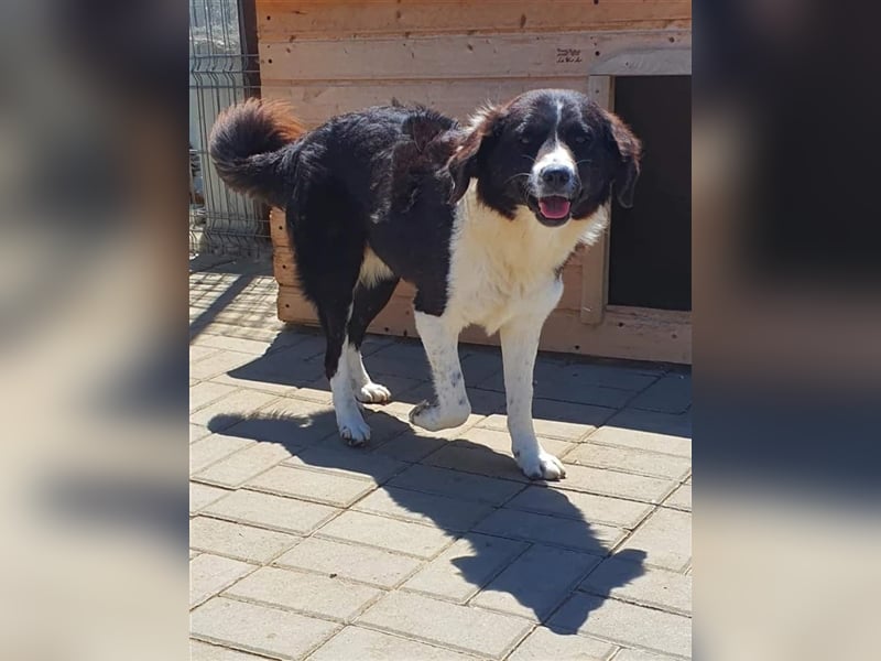 Ninja, Mix, Hündin, geb. ca. 08.2019, ca. 52 cm