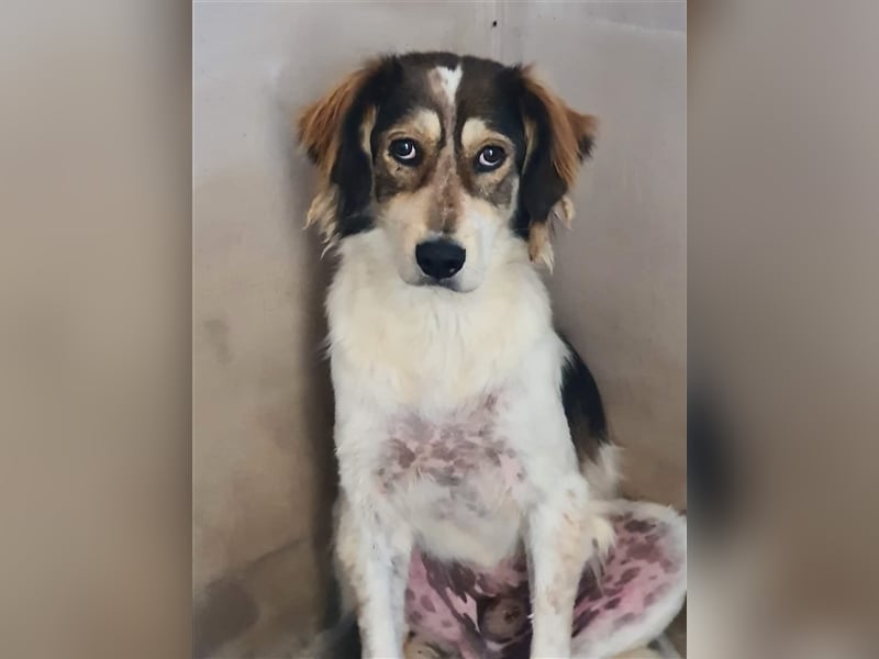 Silan, Mix, Rüde, geb. ca. 08.2016, ca. 55 cm, ca. 30 kg