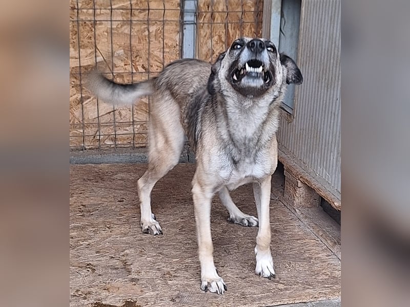 Lika, Mix, Hündin, geb. ca. 08.2018, ca. 58 cm