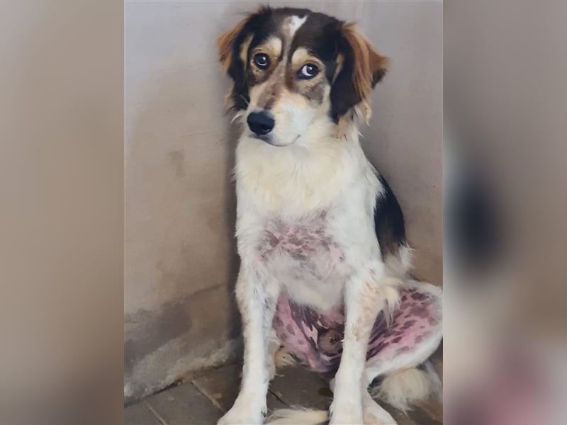 Silan, Mix, Rüde, geb. ca. 08.2016, ca. 55 cm, ca. 30 kg