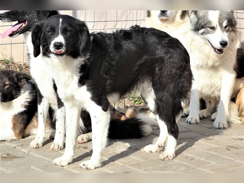 Ninja, Mix, Hündin, geb. ca. 08.2019, ca. 52 cm