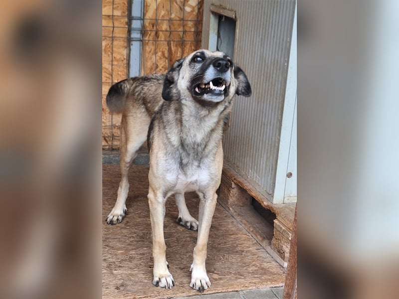 Lika, Mix, Hündin, geb. ca. 08.2018, ca. 58 cm