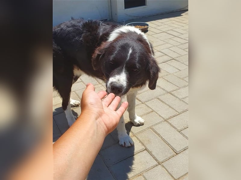 Ninja, Mix, Hündin, geb. ca. 08.2019, ca. 52 cm