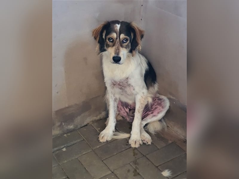 Silan, Mix, Rüde, geb. ca. 08.2016, ca. 55 cm, ca. 30 kg