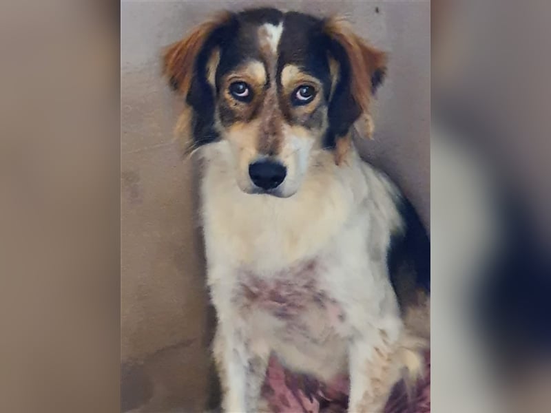 Silan, Mix, Rüde, geb. ca. 08.2016, ca. 55 cm, ca. 30 kg