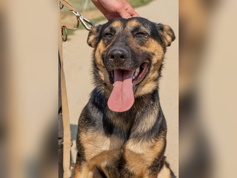 Dia, schöne Schäferhund-Mischlingshündin sucht eine neue Familie Dia, schöne Schäferhund-Mischlingshündin sucht eine neue Familie