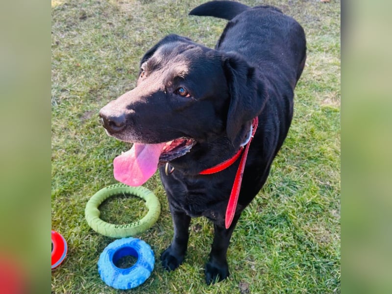 Mia, liebevolle Hündin, manchmal etwas stürmisch