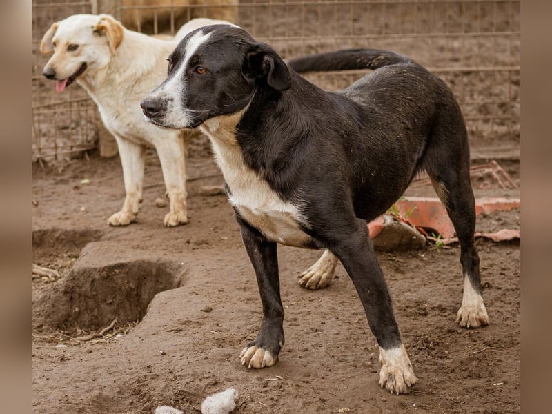 Apacs, schenkt gern ein Küßchen